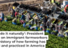 Farmworkers harvest celery on March 9, 2024, in Yuma, Ariz. John Moore/Getty Images
